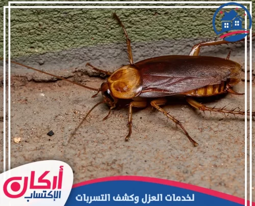 أفضل شركة مكافحة صراصير في الشارقة