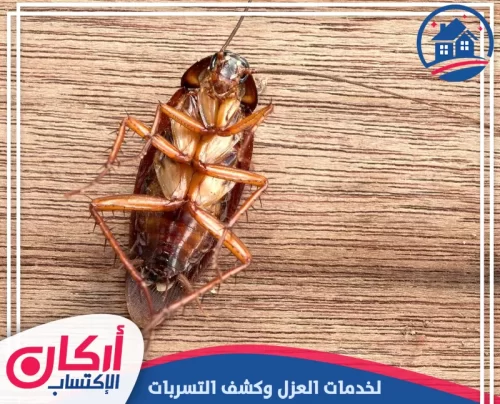 اسعار مكافحة صراصير في أم القيوين
