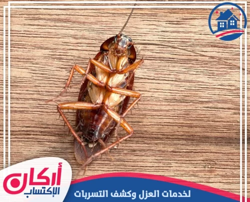 مكافحة صراصير المطبخ في العين